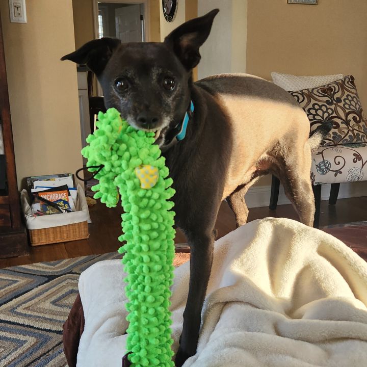 Toby 6