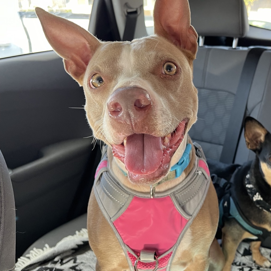Ocean, an adoptable Terrier, Mixed Breed in Wahiawa, HI, 96786 | Photo Image 1