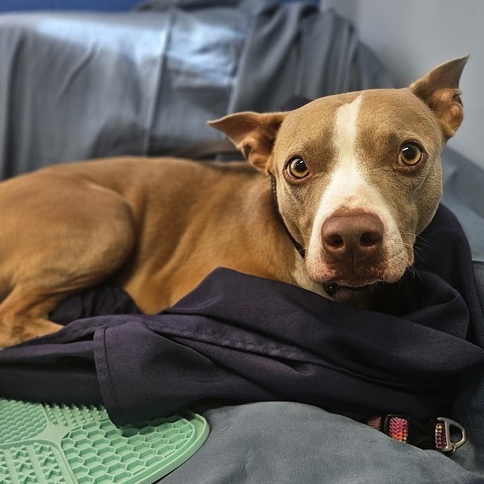 Ocean, an adoptable Terrier, Mixed Breed in Wahiawa, HI, 96786 | Photo Image 2