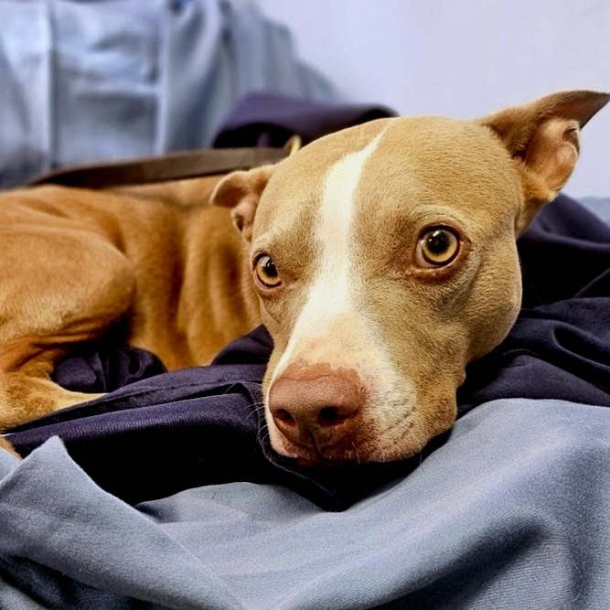 Ocean, an adoptable Terrier, Mixed Breed in Wahiawa, HI, 96786 | Photo Image 3