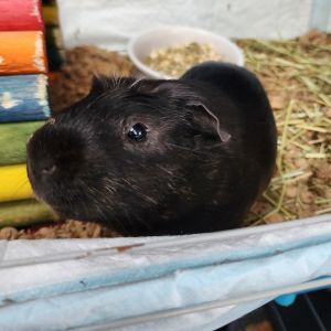 Jello- Chino Hills Location, Young Male Guinea Pig
