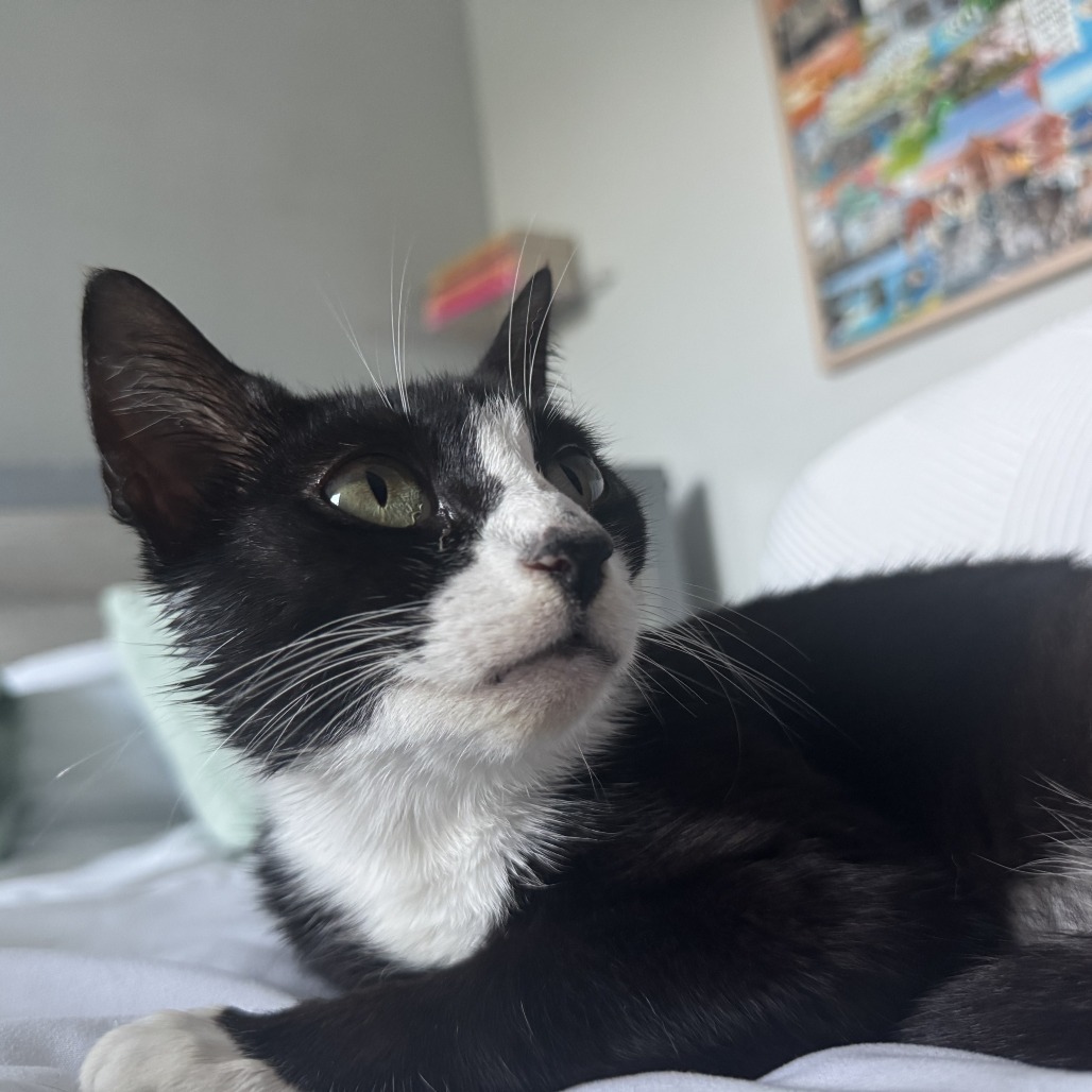 Maya