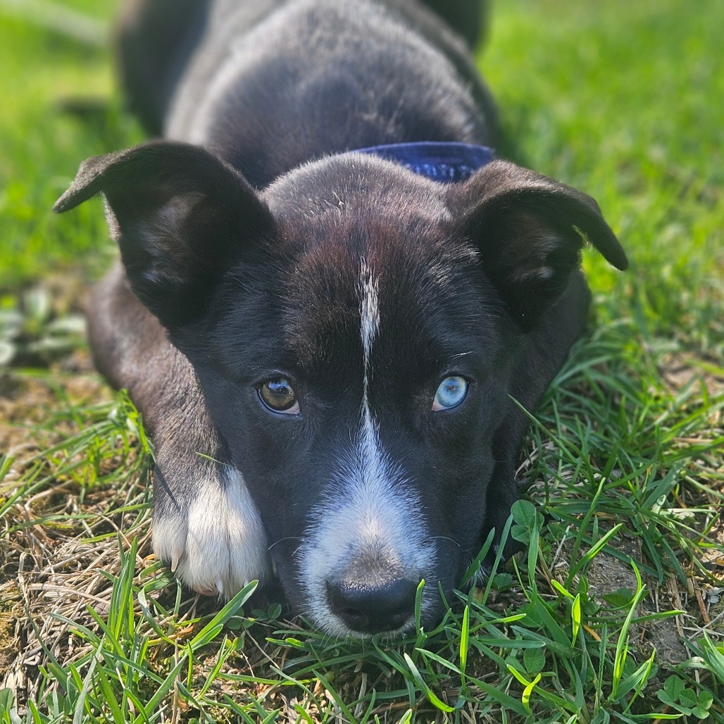 Joni