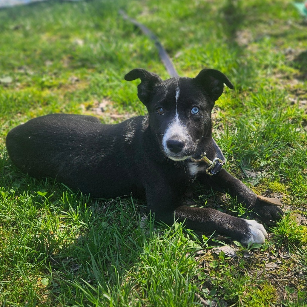 Joni