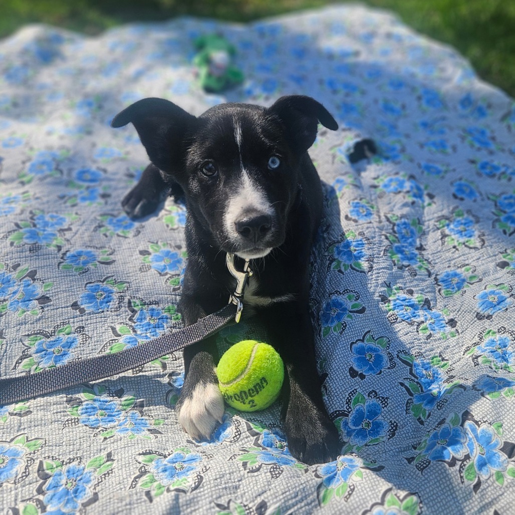 Joni