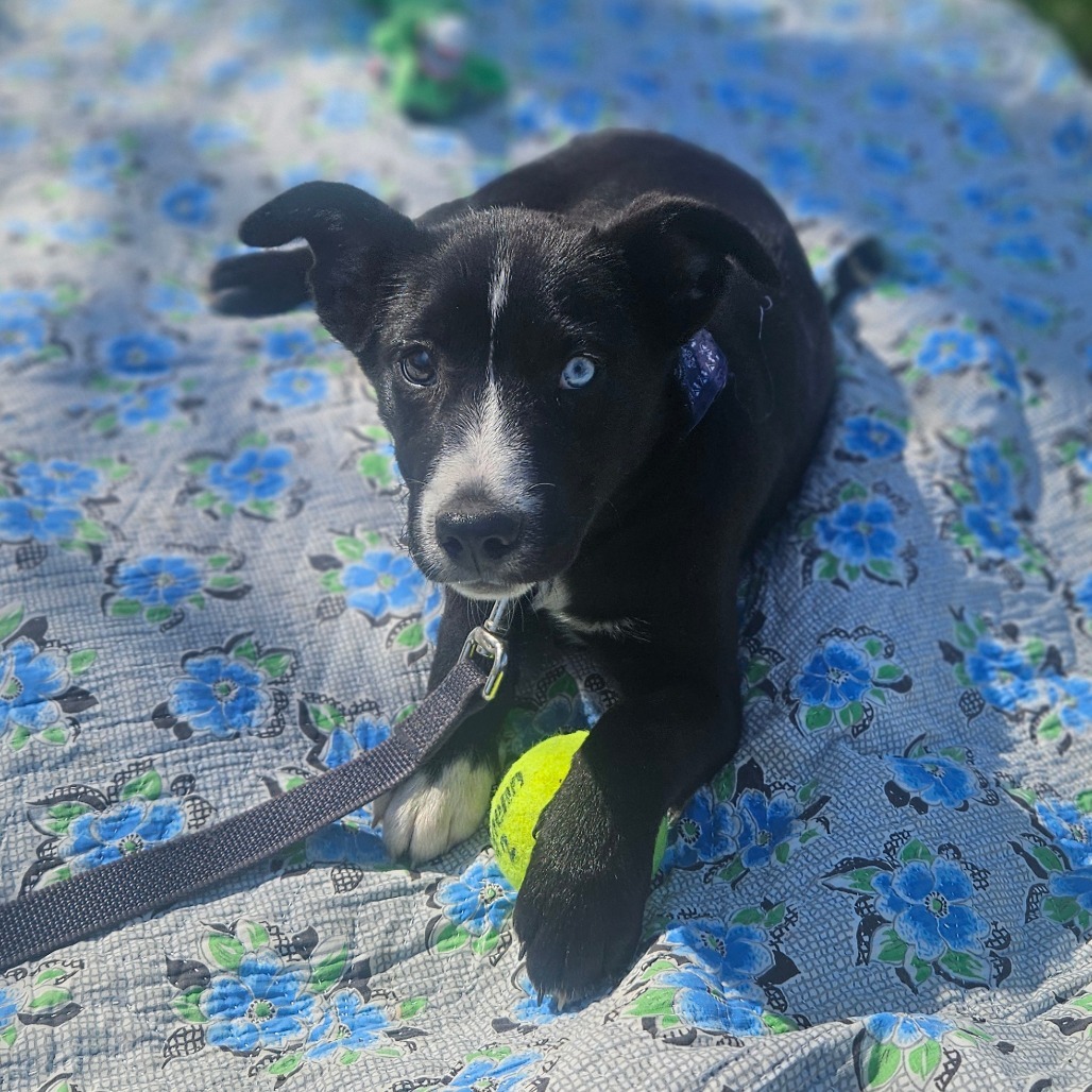 Joni