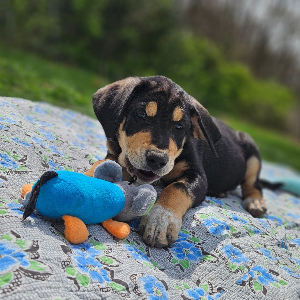 Murphy