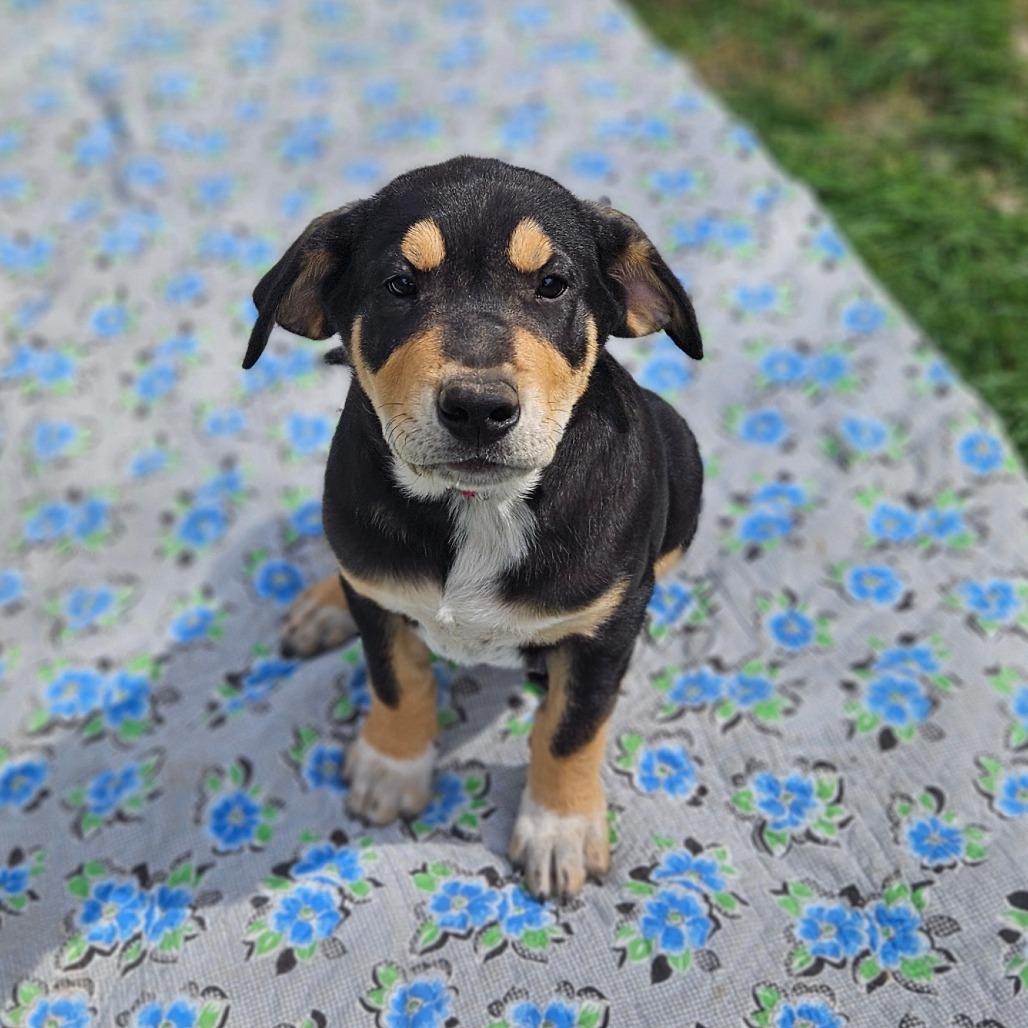 Murphy