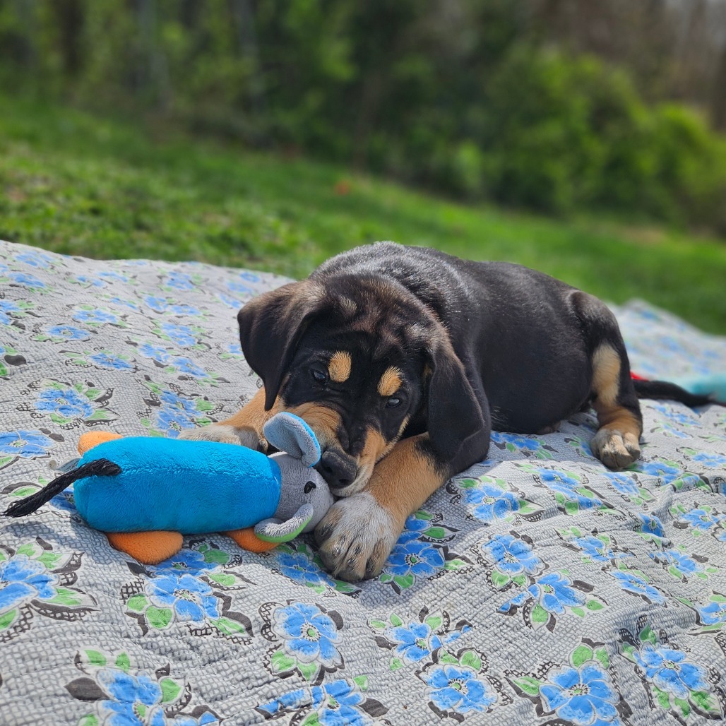 Murphy