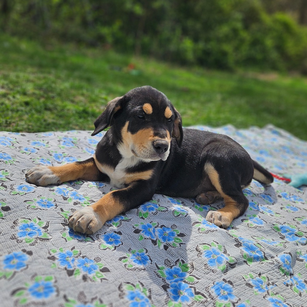 Murphy