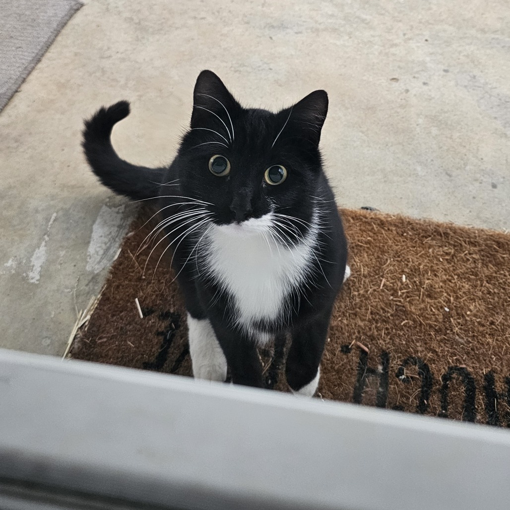 Cosmo