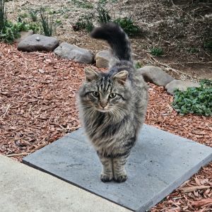 Thistle, Adult Male Domestic Medium Hair