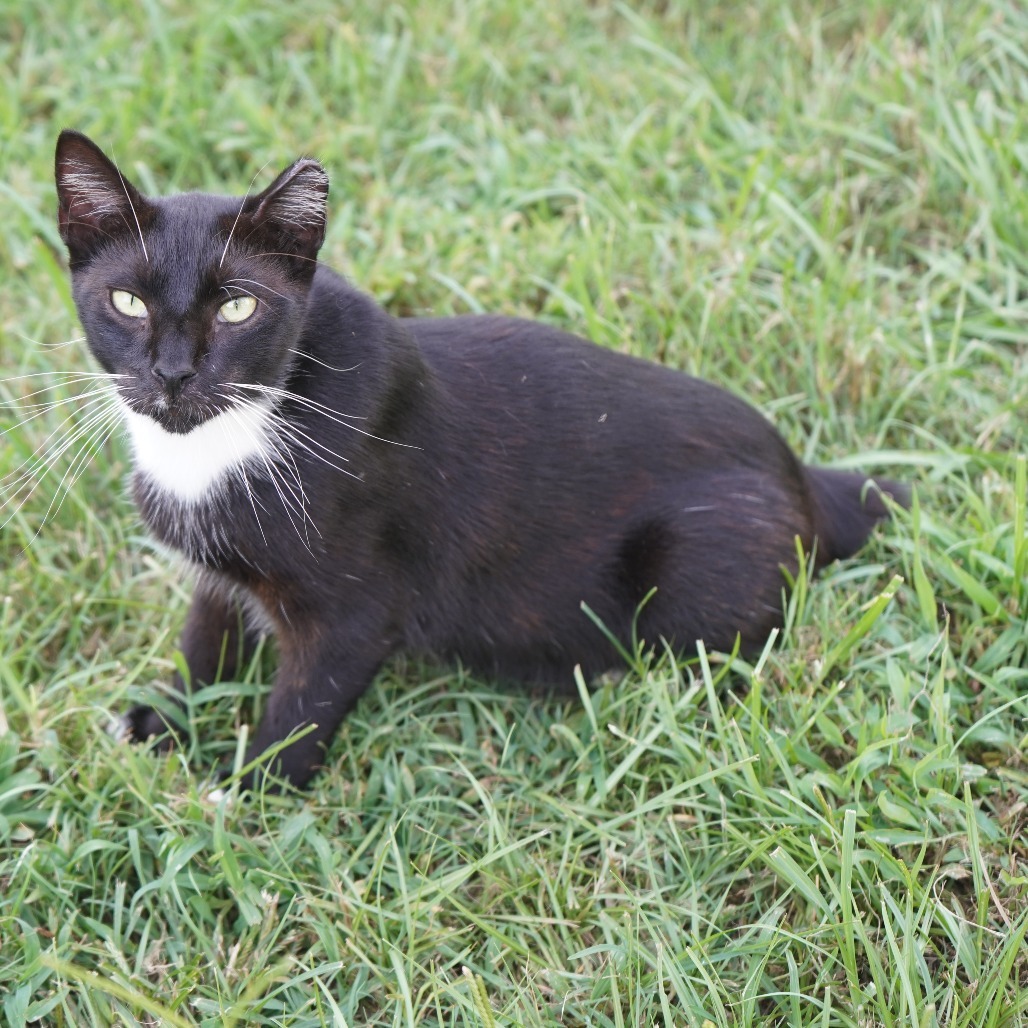 Rajah