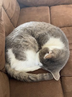 My foster writes Colleen is a 13-year-old lovebug looking for her forever lap This gentle beauty m