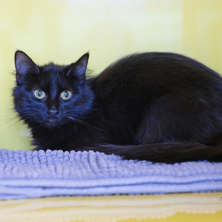 Chiquita, an adoptable Domestic Long Hair in Abilene, TX, 79602 | Photo Image 1