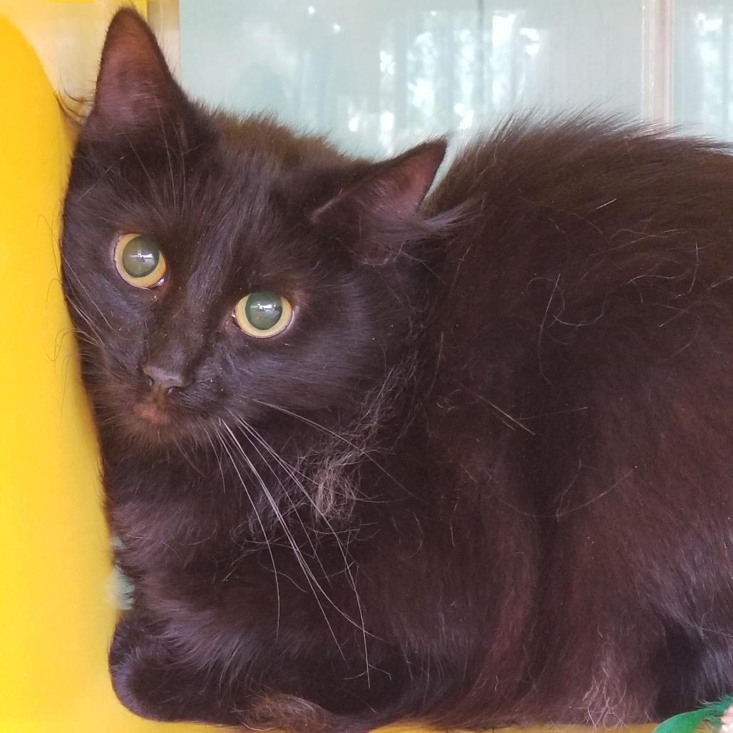 Chiquita, an adoptable Domestic Long Hair in Abilene, TX, 79602 | Photo Image 2