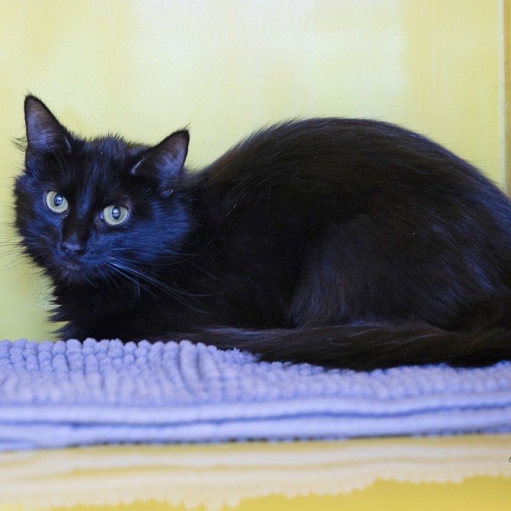 Chiquita, an adoptable Domestic Long Hair in Abilene, TX, 79602 | Photo Image 3