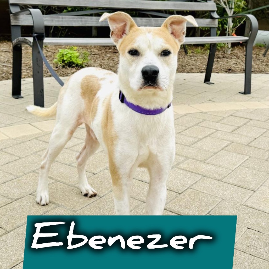 Ebenezer