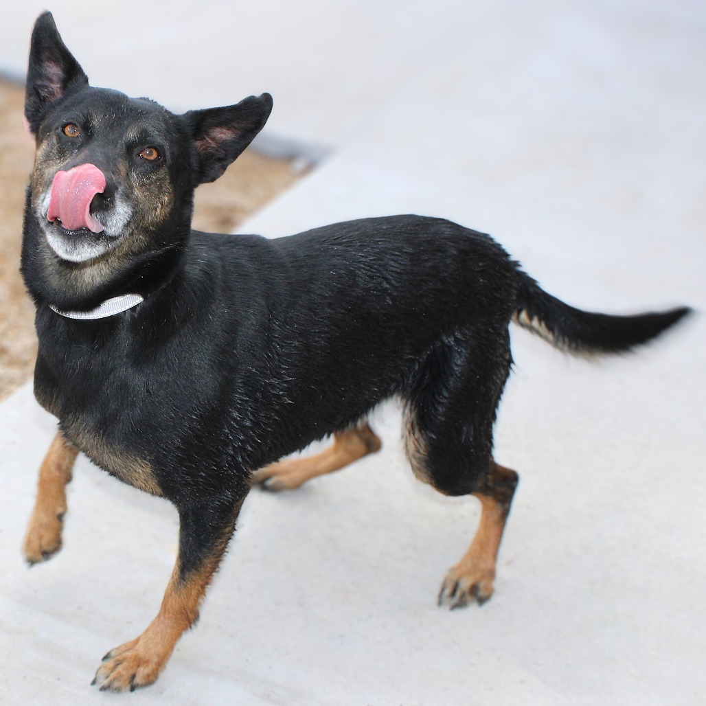Senda, an adoptable Mixed Breed in Las Cruces, NM, 88012 | Photo Image 1