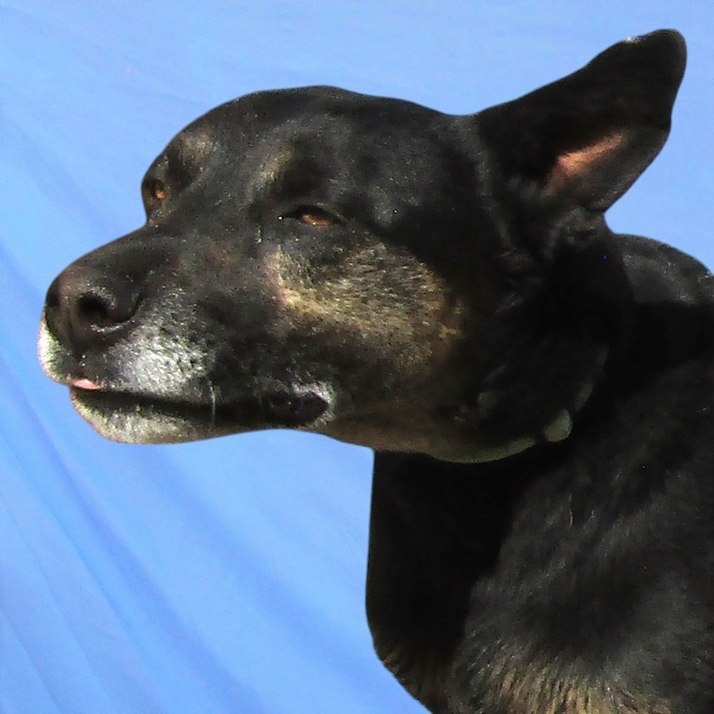 Senda, an adoptable Mixed Breed in Las Cruces, NM, 88012 | Photo Image 2