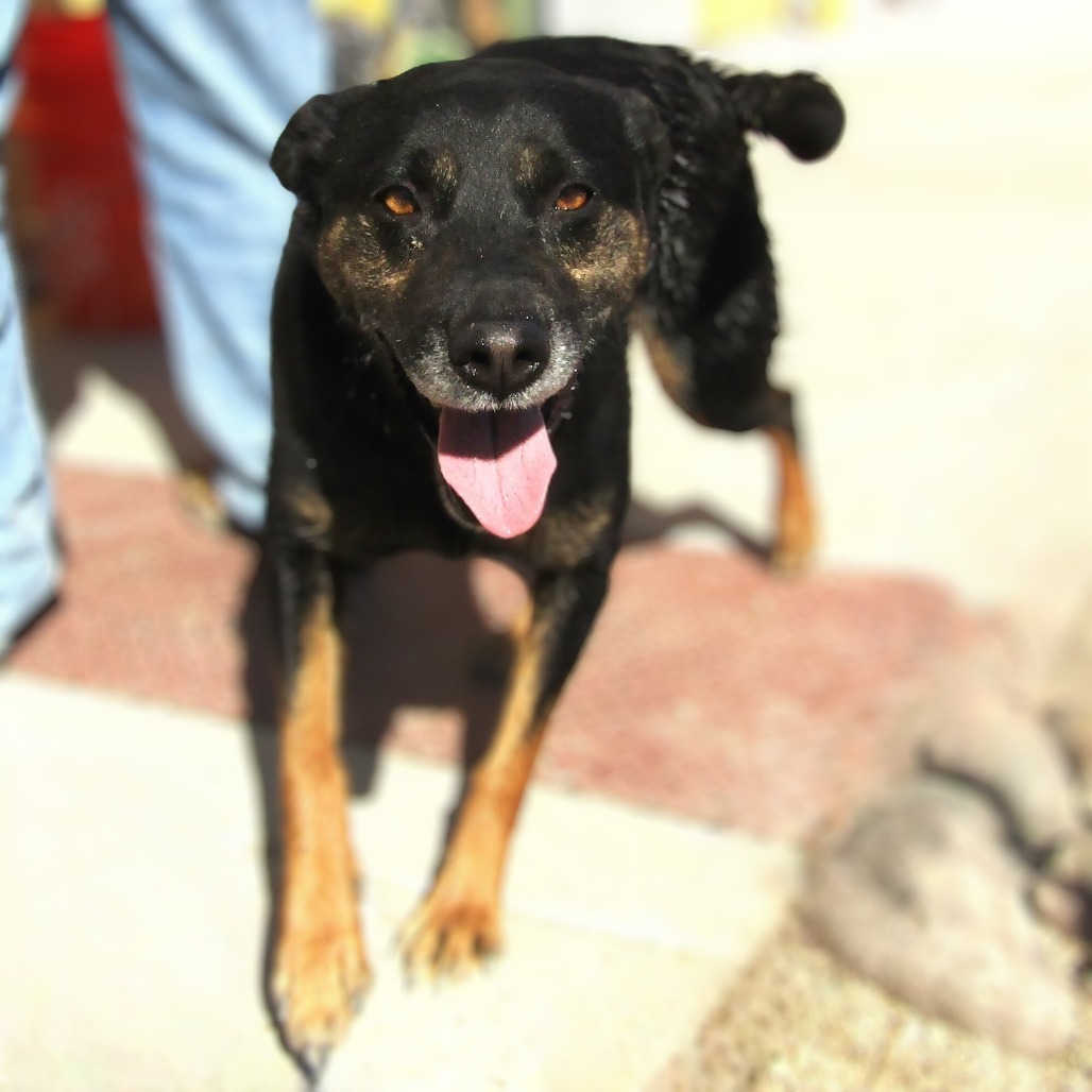 Senda, an adoptable Mixed Breed in Las Cruces, NM, 88012 | Photo Image 3