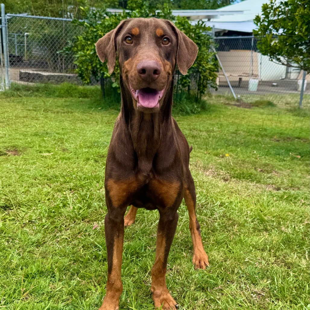 Rusty (COH-A-63261), an adoptable Doberman Pinscher in Keaau, HI, 96749 | Photo Image 1