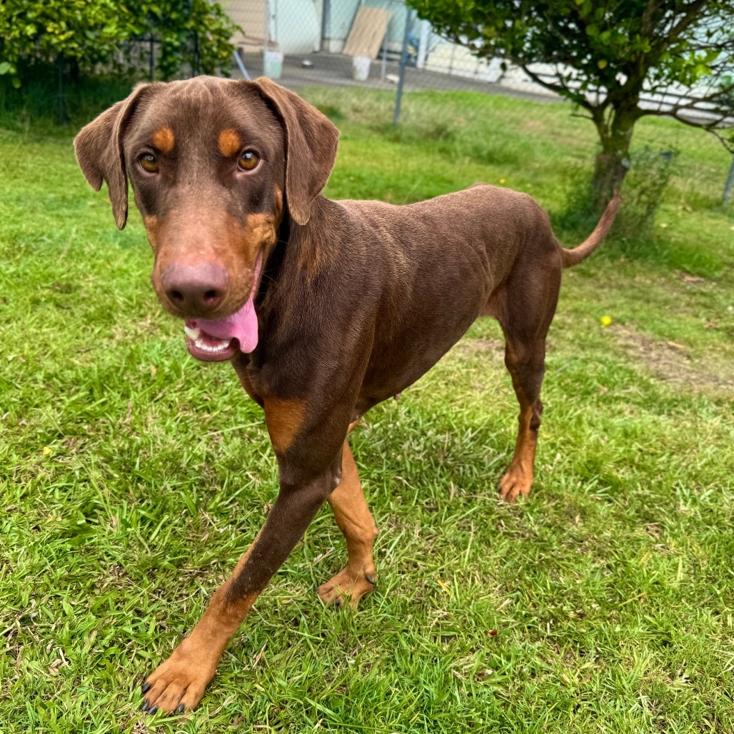 Rusty (COH-A-63261), an adoptable Doberman Pinscher in Keaau, HI, 96749 | Photo Image 2