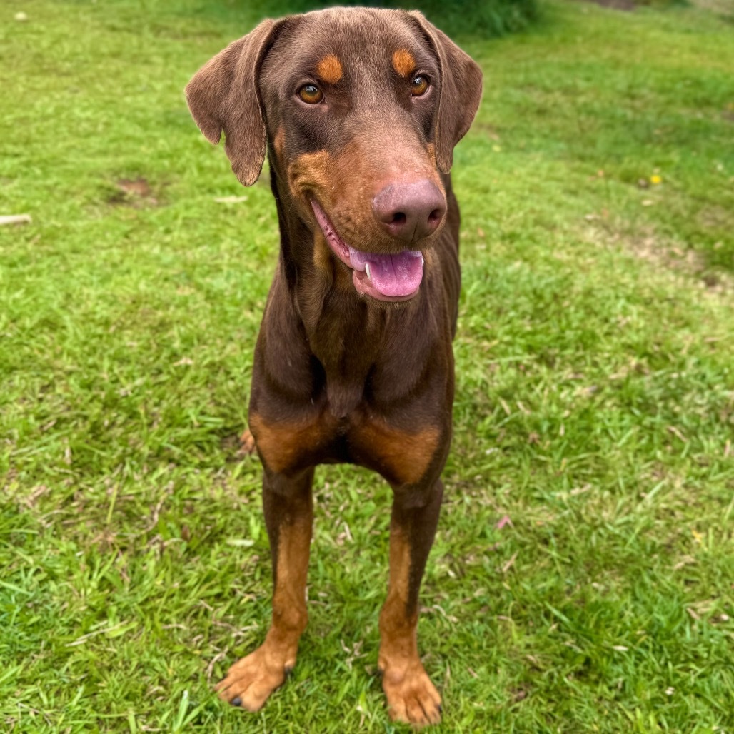 Rusty (COH-A-63261), an adoptable Doberman Pinscher in Keaau, HI, 96749 | Photo Image 3
