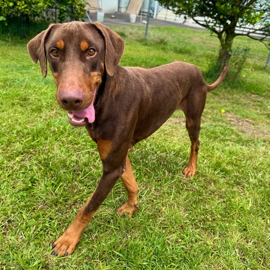Rusty (COH-A-63261), an adoptable Doberman Pinscher in Keaau, HI, 96749 | Photo Image 4