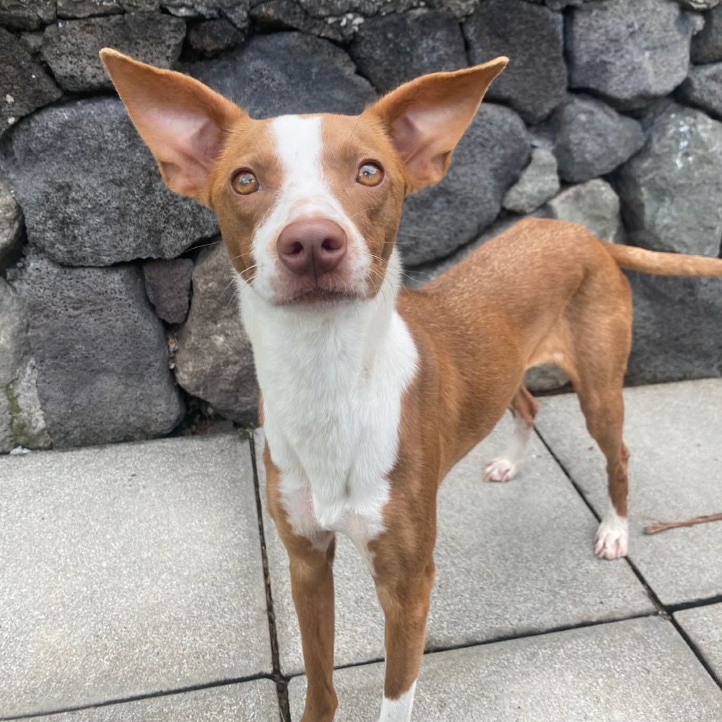 Hazel COH-A-63497, an adoptable Mixed Breed in Keaau, HI, 96749 | Photo Image 1