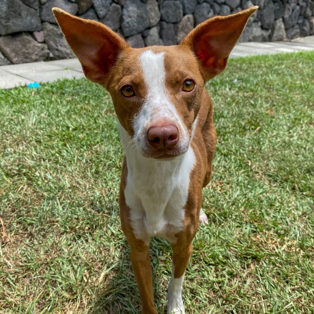 Hazel COH-A-63497, an adoptable Mixed Breed in Keaau, HI, 96749 | Photo Image 2