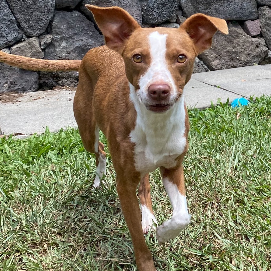 Hazel COH-A-63497, an adoptable Mixed Breed in Keaau, HI, 96749 | Photo Image 3