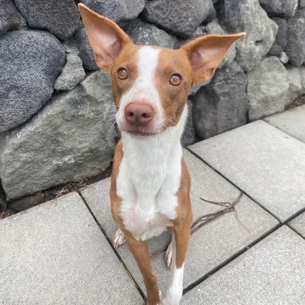 Hazel COH-A-63497, an adoptable Mixed Breed in Keaau, HI, 96749 | Photo Image 4