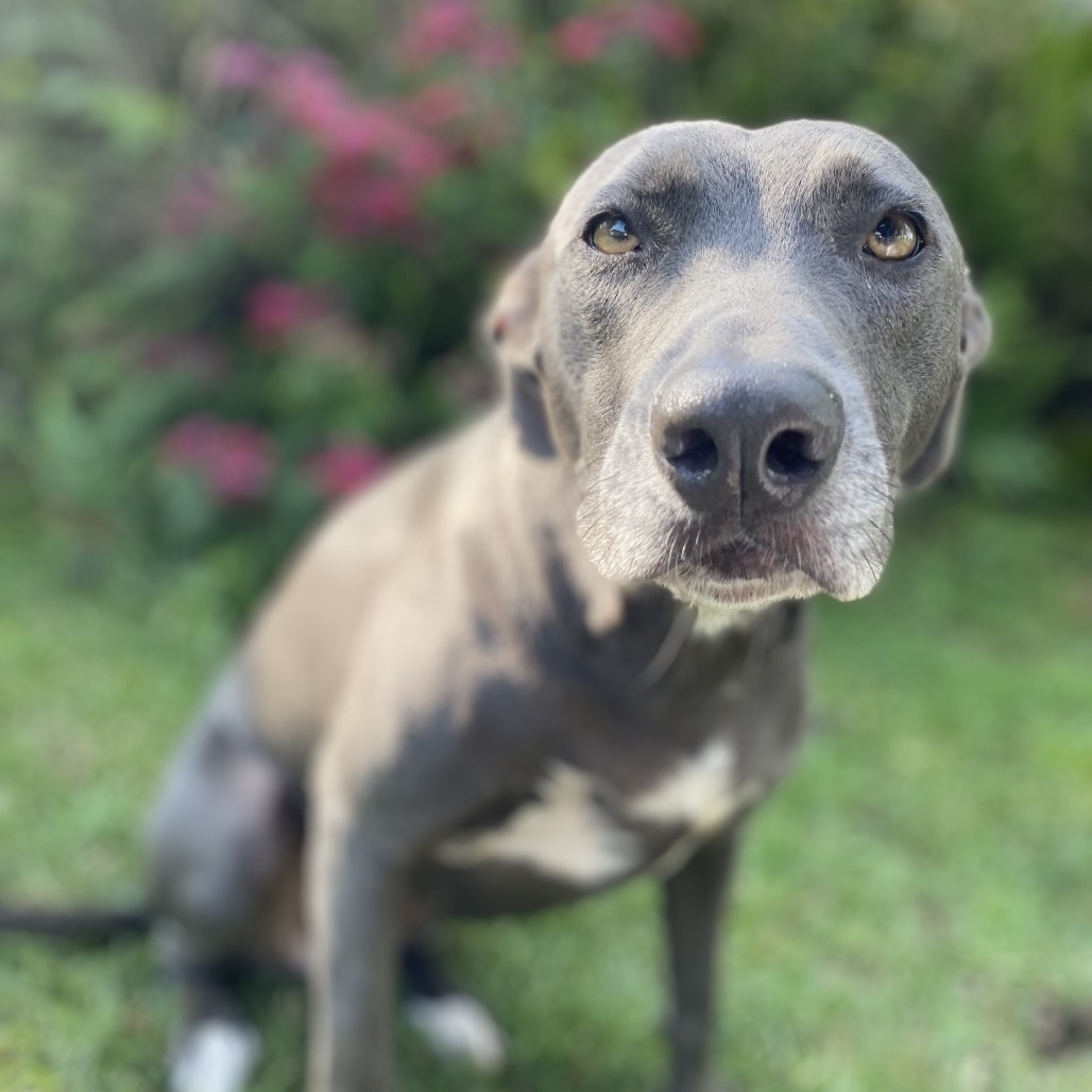 Maile (COH-A-63528), an adoptable Mixed Breed in Keaau, HI, 96749 | Photo Image 1