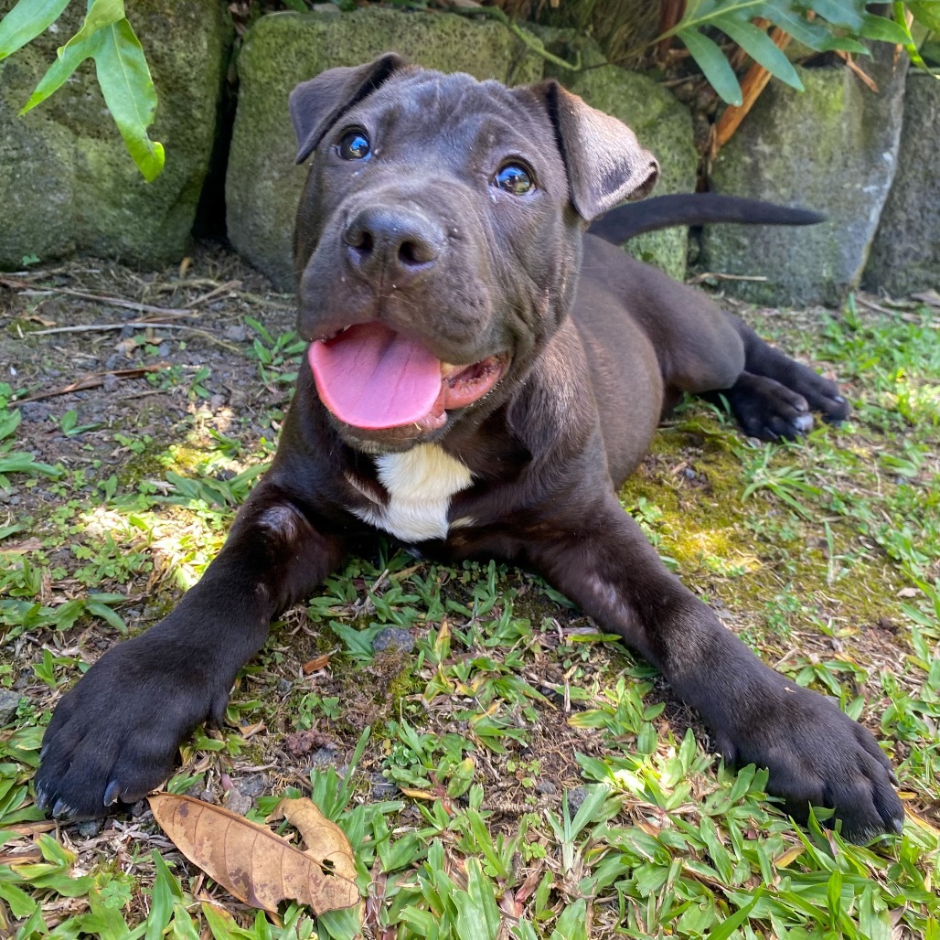 Knight COH-A-63537, an adoptable Pit Bull Terrier in Keaau, HI, 96749 | Photo Image 1