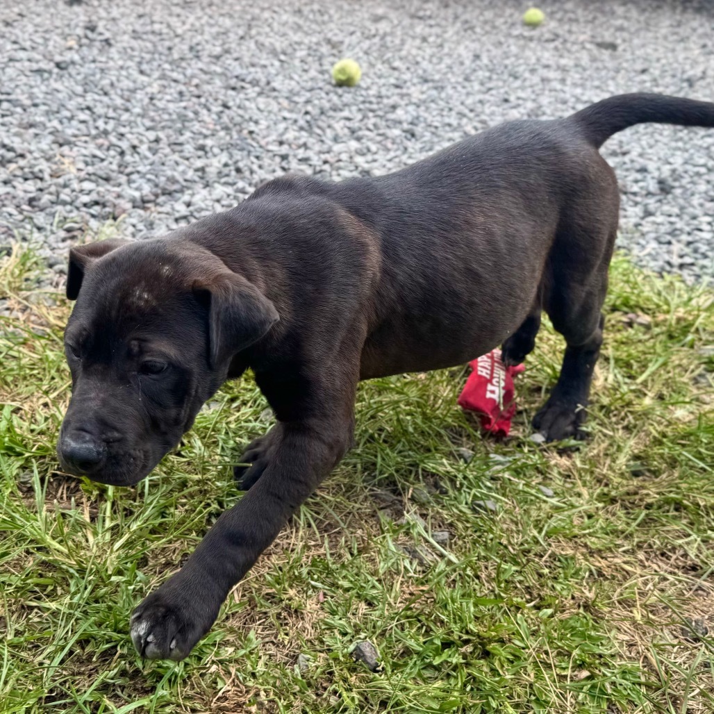 Knight COH-A-63537, an adoptable Pit Bull Terrier in Keaau, HI, 96749 | Photo Image 2