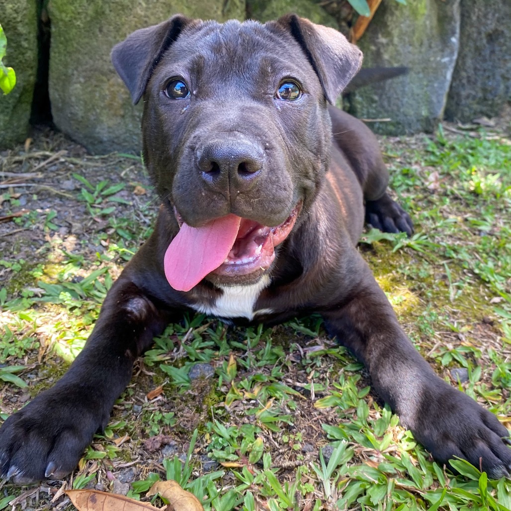 Knight COH-A-63537, an adoptable Pit Bull Terrier in Keaau, HI, 96749 | Photo Image 3