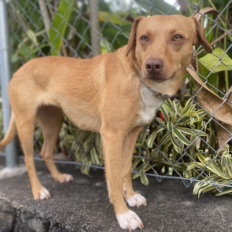 Blossom (COH-A-63008), an adoptable Miniature Pinscher, Mixed Breed in Keaau, HI, 96749 | Photo Image 1