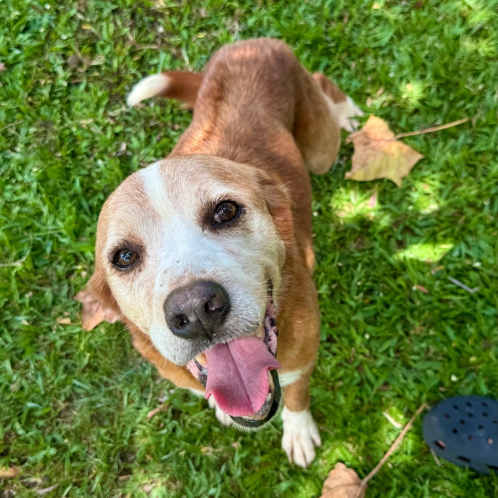 Spike (COH-A-63391), an adoptable Mixed Breed in Keaau, HI, 96749 | Photo Image 1