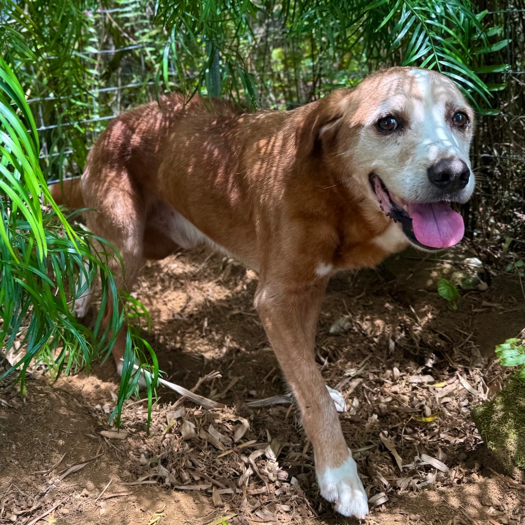 Spike (COH-A-63391), an adoptable Mixed Breed in Keaau, HI, 96749 | Photo Image 2