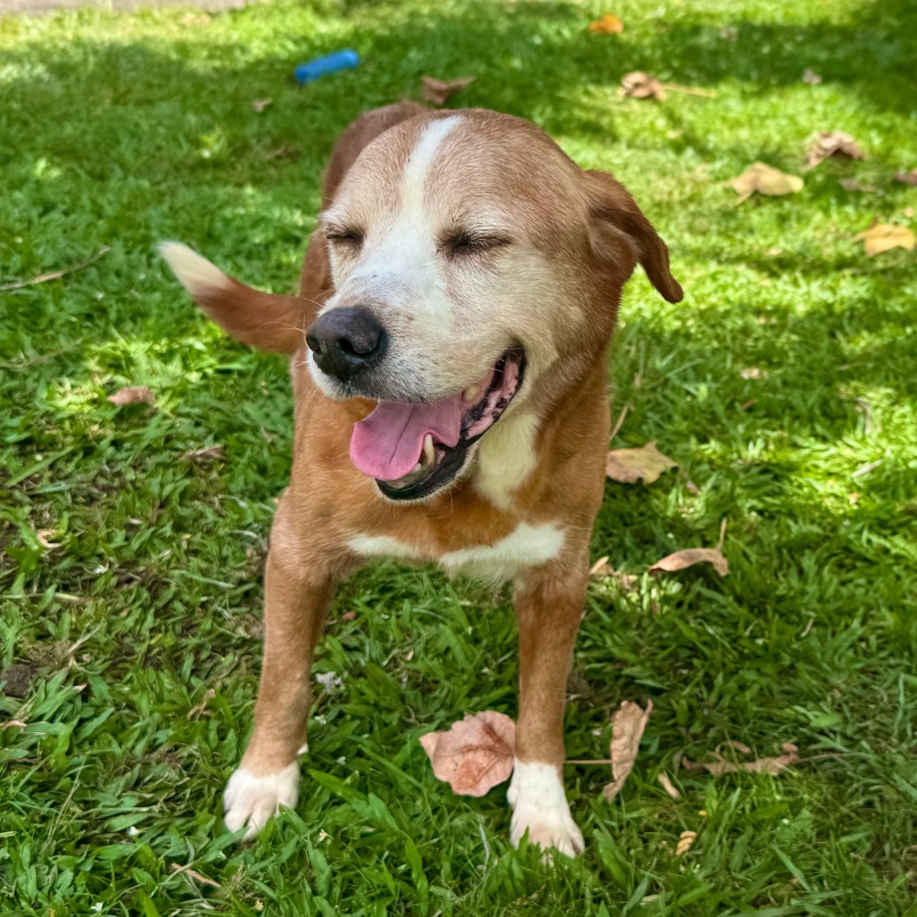 Spike (COH-A-63391), an adoptable Mixed Breed in Keaau, HI, 96749 | Photo Image 3