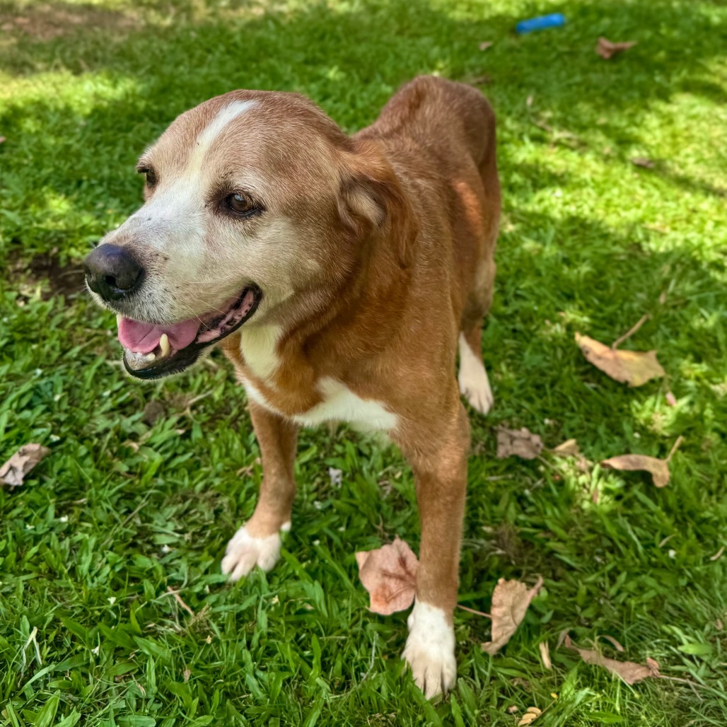 Spike (COH-A-63391), an adoptable Mixed Breed in Keaau, HI, 96749 | Photo Image 4