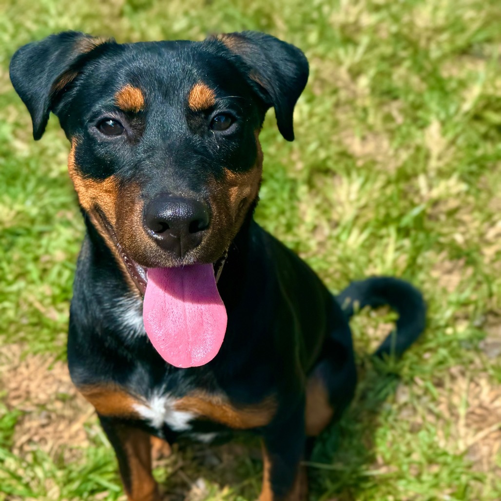 Jackson (COH-A-62873), an adoptable Rottweiler in Keaau, HI, 96749 | Photo Image 1