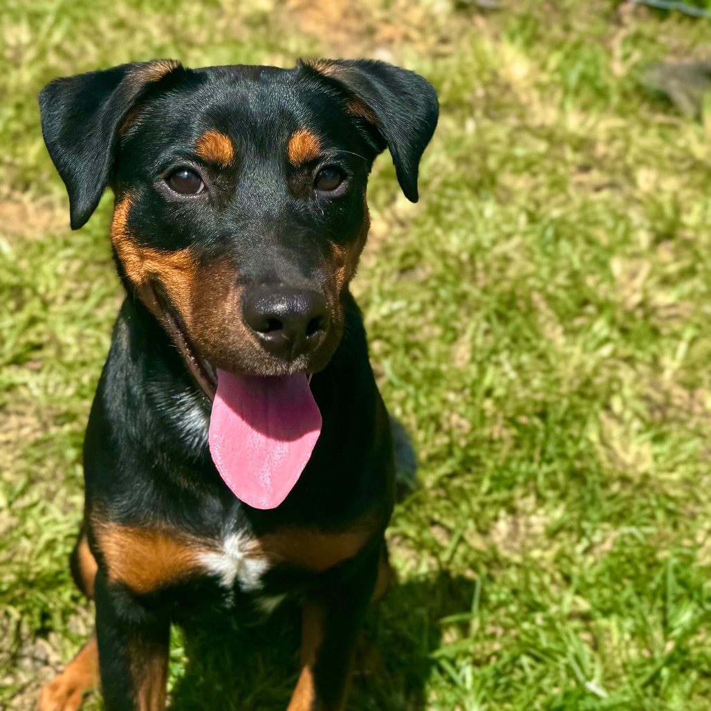 Jackson: COH-A-62873, an adoptable Rottweiler in Keaau, HI, 96749 | Photo Image 2