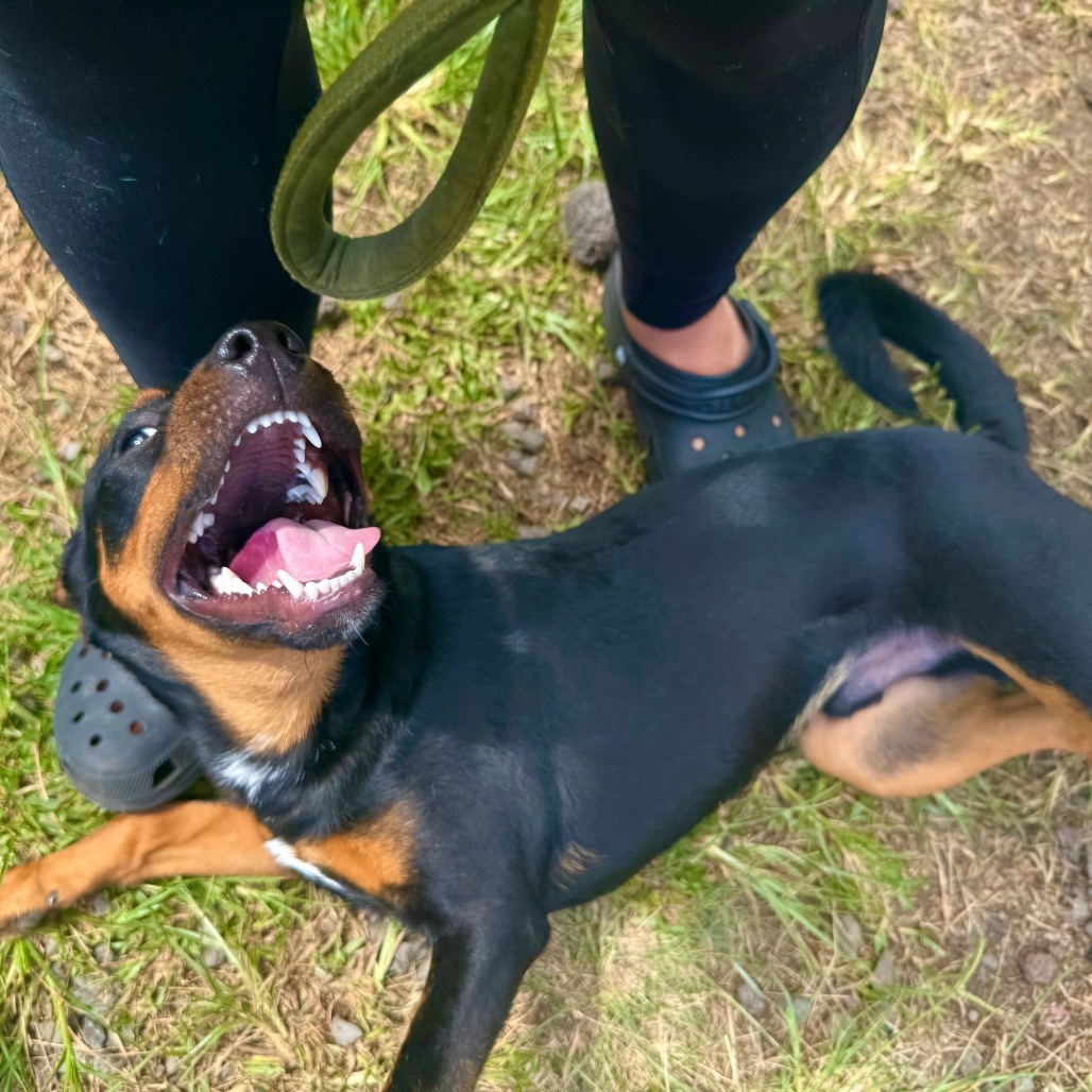 Jackson: COH-A-62873, an adoptable Rottweiler in Keaau, HI, 96749 | Photo Image 3