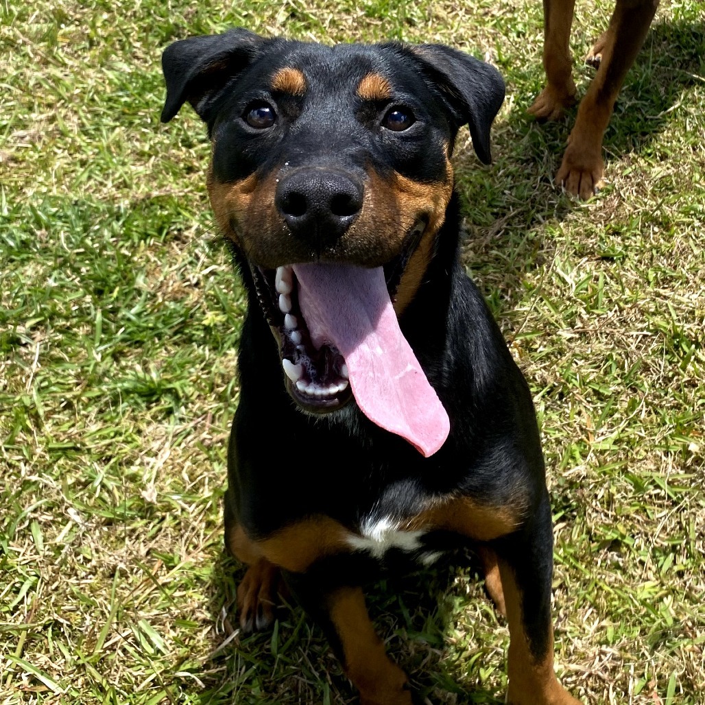 Jackson: COH-A-62873, an adoptable Rottweiler in Keaau, HI, 96749 | Photo Image 4