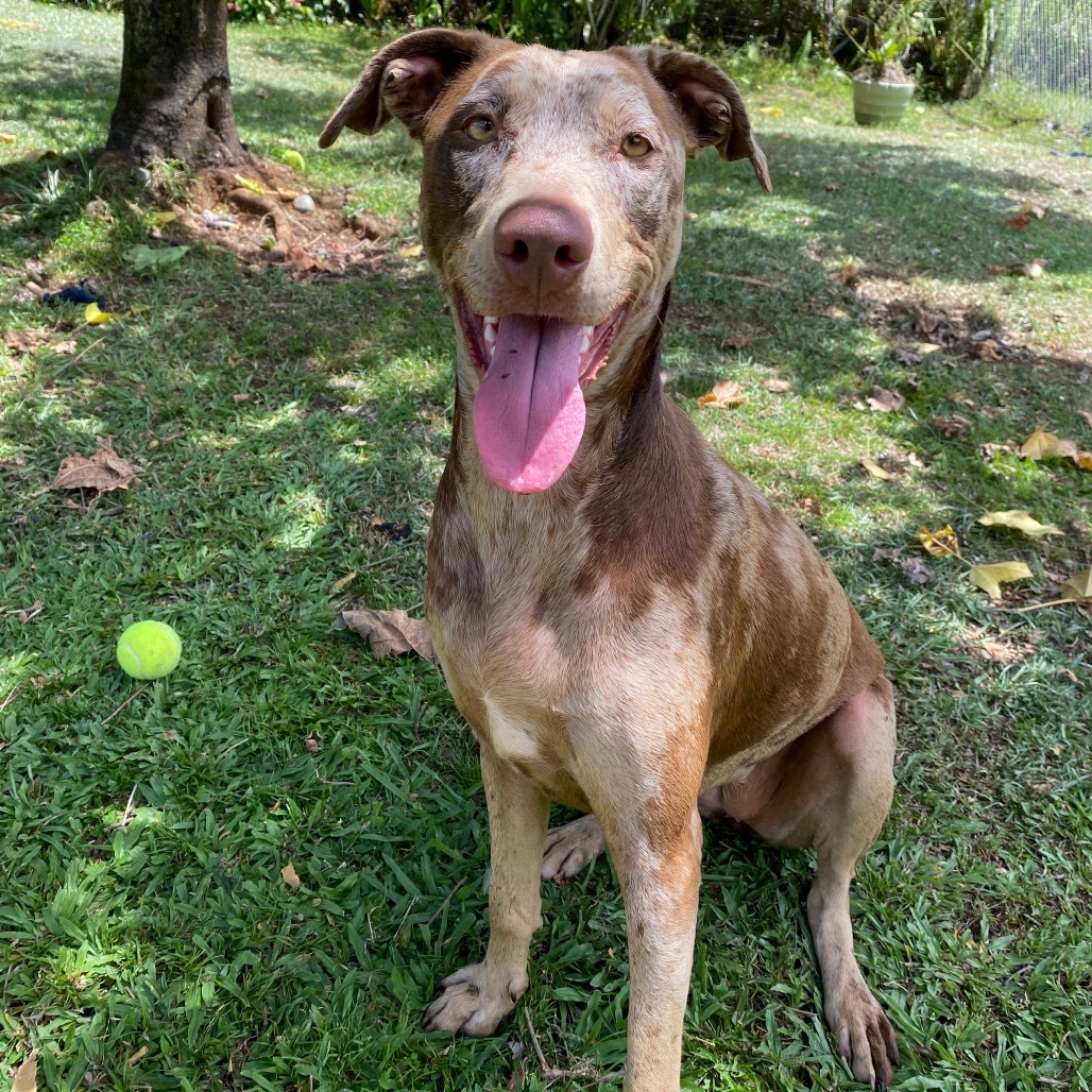 Josie COH-A-63515, an adoptable Mixed Breed in Keaau, HI, 96749 | Photo Image 1