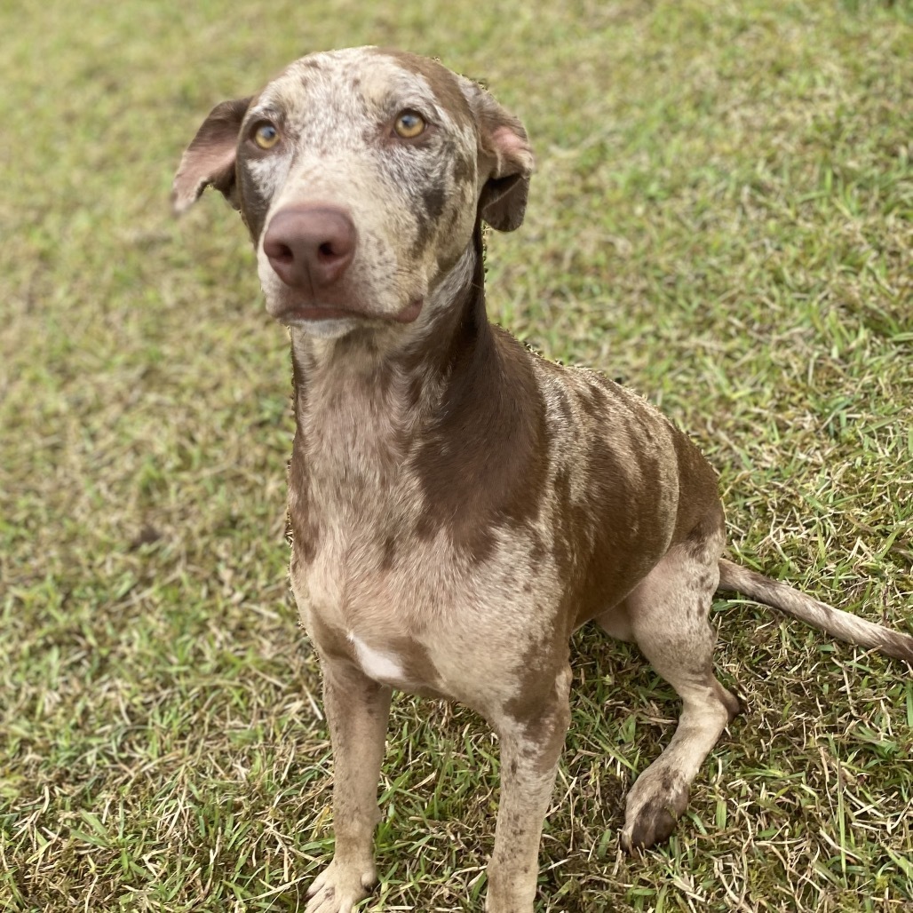 Josie COH-A-63515, an adoptable Mixed Breed in Keaau, HI, 96749 | Photo Image 2