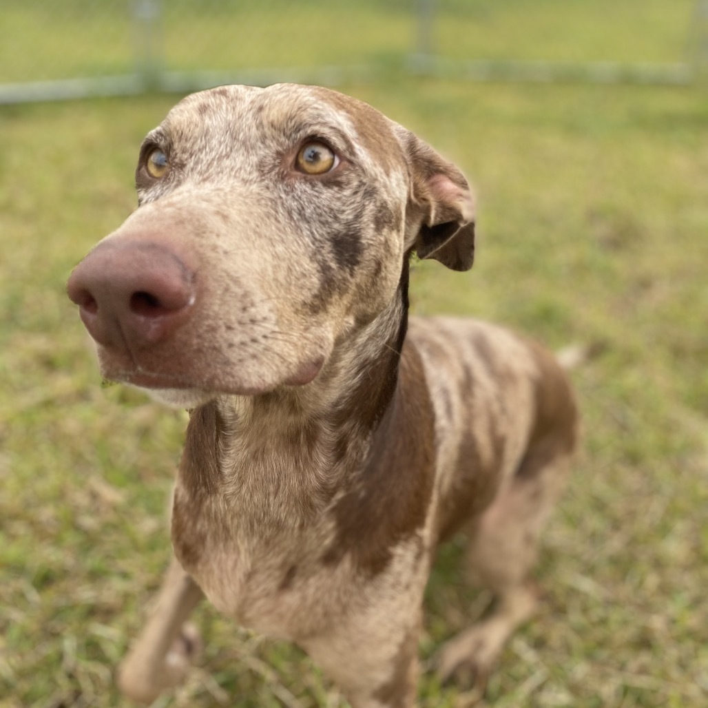 Josie COH-A-63515, an adoptable Mixed Breed in Keaau, HI, 96749 | Photo Image 3