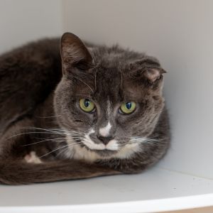 Leonor came to us as a stray with a severe recurring ear infection After multiple tests and vet v